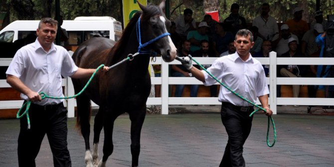 Ev fiyatına taylar kapışıldı