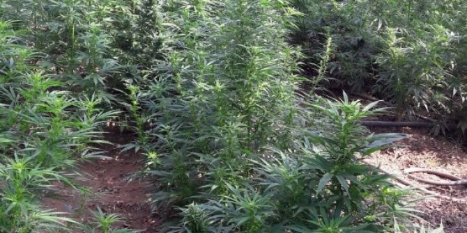 Manisa’da jandarmadan Hint keneviri operasyonu