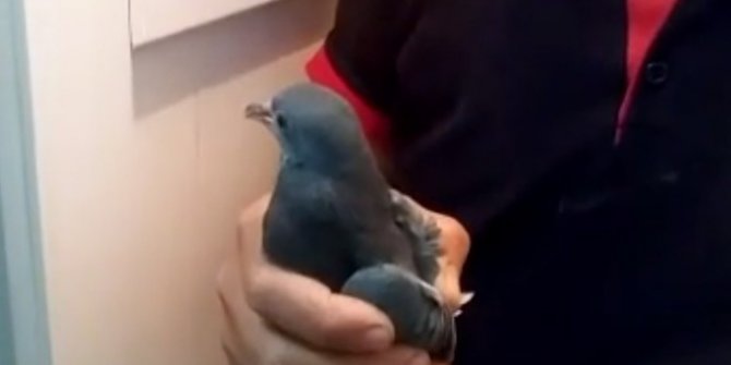 Havalandırma boşluğunu düşen kumru kurtarıldı