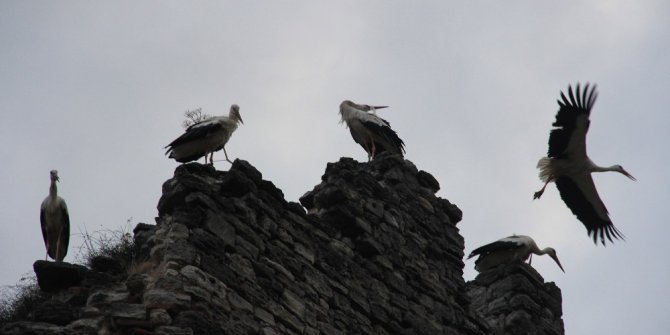 Leyleklerin kartpostallık göçü