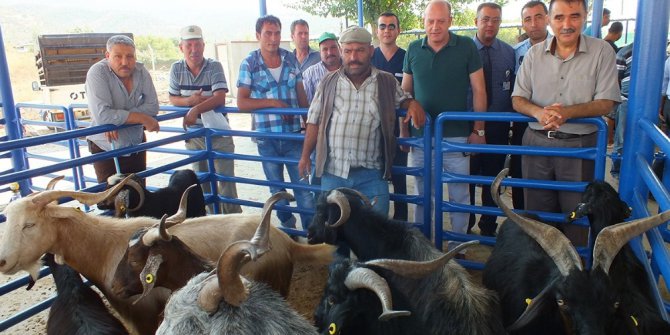 Milas’ta kurbanlık satışları başladı