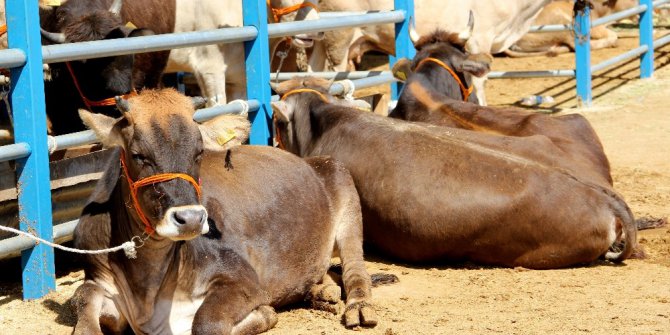 Kurbanlık alırken dikkat edilmesi gerekenler