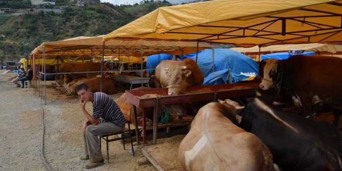 Trabzon’da kurban fiyatları geçen yıla oranla biraz yüksek