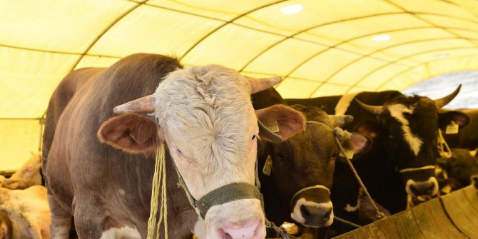 Mamak Kurban Bayramı’na Hazır