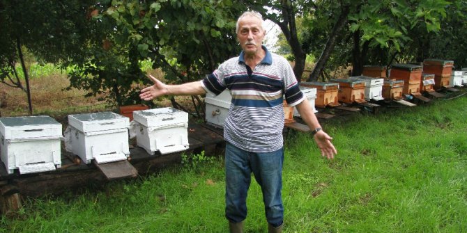 Metrekareye 70 kilogram yağış düştü, binlerce arı telef oldu