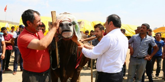 “Şampiyon” şampiyon oldu
