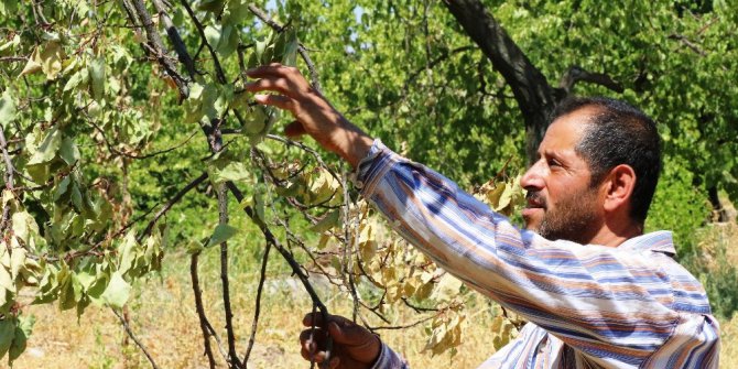 Malatya’da kayısı ağaçları susuzluktan kuruyor