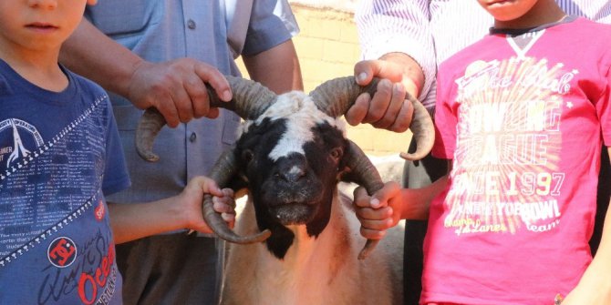 Otomobil fiyatına koyun