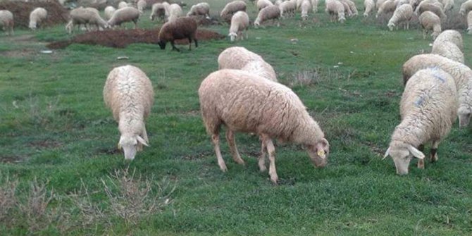 Başkan Talat Bilaloğlu, üreticileri hayvan hırsızlarına karşı uyardı