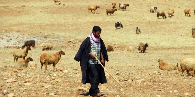 Şanlıurfa’da kurtlar koyun sürüsüne saldırdı