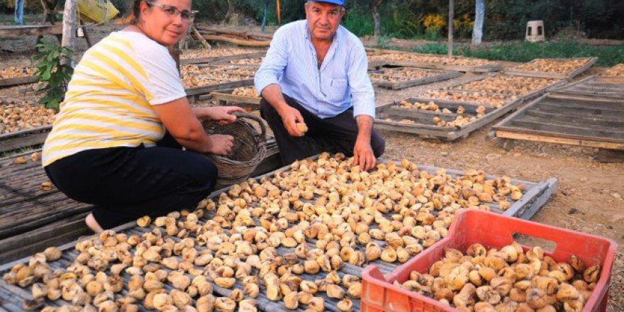 İncir’de Bu Yıl Rekolte Ve Kalite Yüksek