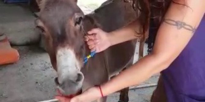 Sahiplendiği eşeğe gözü gibi bakıyor
