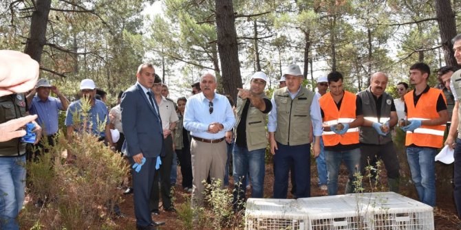 Sinop’ta 3 bin adet sülün doğaya salındı