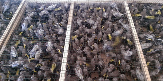 Saka kuşu kaçakçıları yakalandı