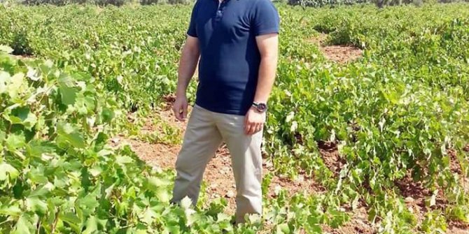 Kilis’te üzüm rekoltesi düşük