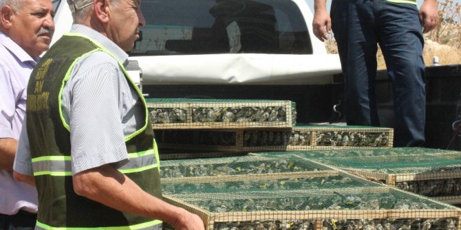 Suriye’ye götürülürken yakalanan saka kuşları doğaya bırakıldı