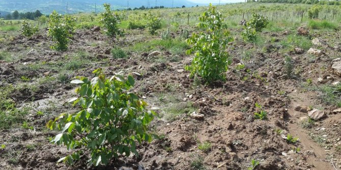 Kütahya’da ’5 bin köye 5 bin gelir getirici orman’ projesi
