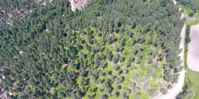 Kastamonu ve Sinop ormanları gençleşiyor