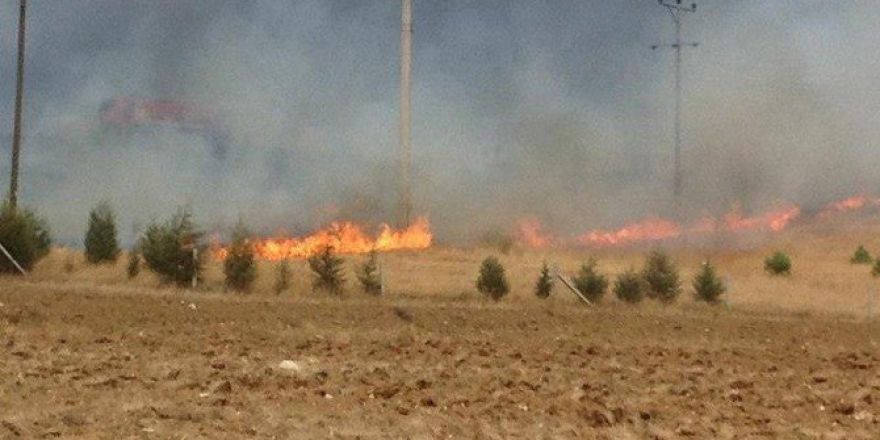 40 Dönüm Çam Ormanı Kül Oldu