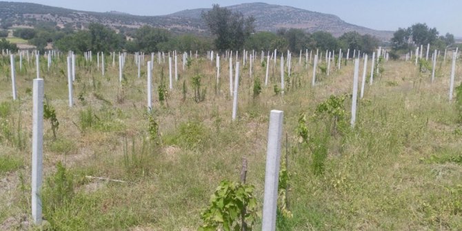 Yunusemre’de organik bağcılık gelişiyor