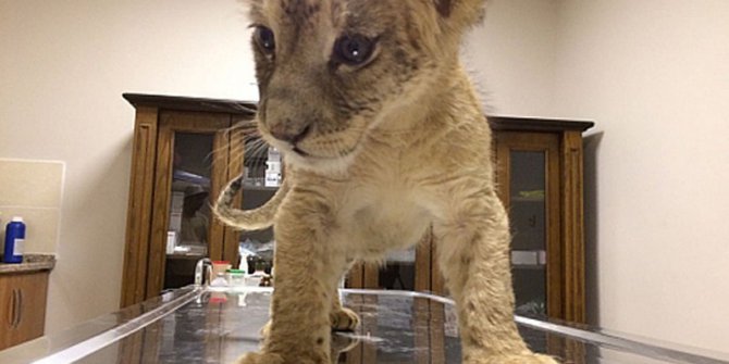 Araçta bulunan yavru aslan koruma altına alındı