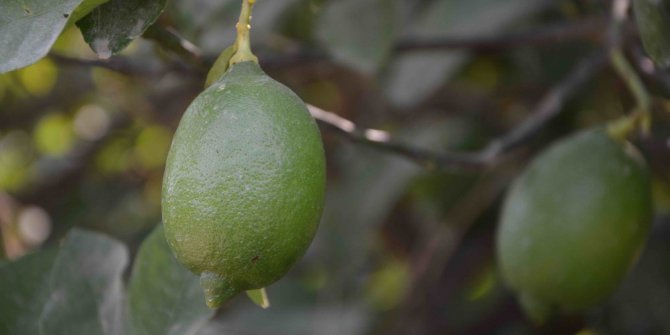 Dalaman’da limon ihalesi