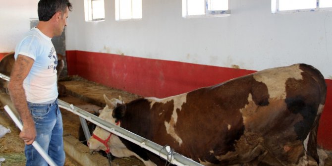 Kurban pazarının en büyüğü ‘Gaddar’ adlı tosun 16 bin 250 liraya satıldı