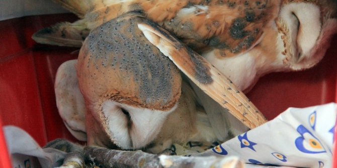 Tedavisi tamamlanan 4 yabani hayvan doğaya salındı