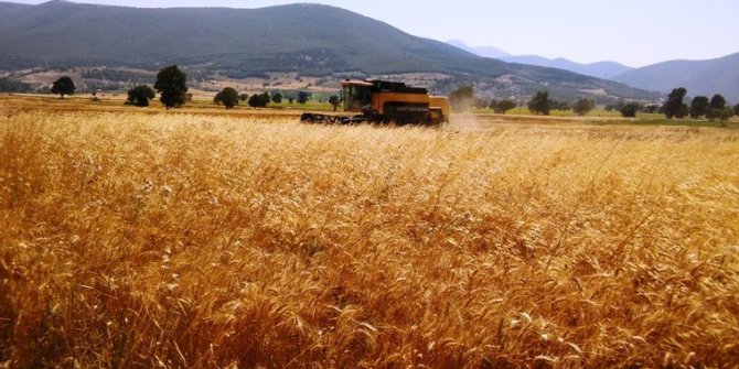 Buğday hasadında dane kaybı düştü, 3,2 milyon lira kazanç sağlandı