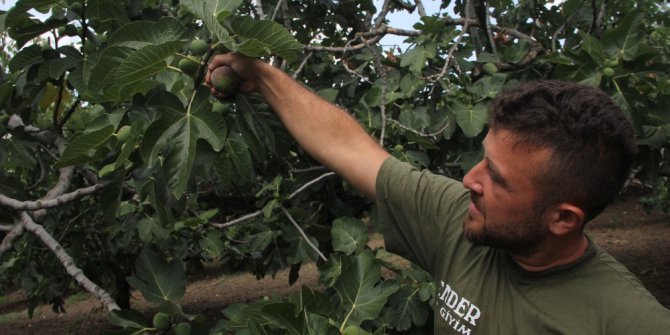 Kraliçe incirinden rekor başlangıç