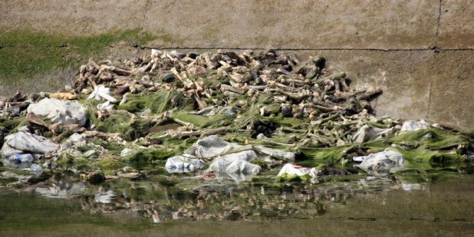 At ve eşekleri kesip kemiklerini sulama kanalına attılar