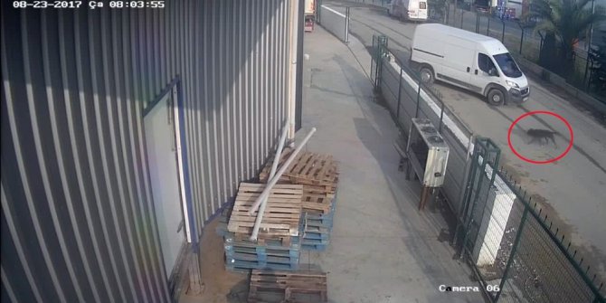 Bekçi köpeği Botti, yarım milyonluk eti çalınmaktan kurtardı