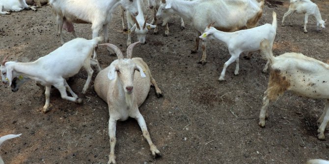 Üniversiteden ‘akademik’ kurbanlık keçi