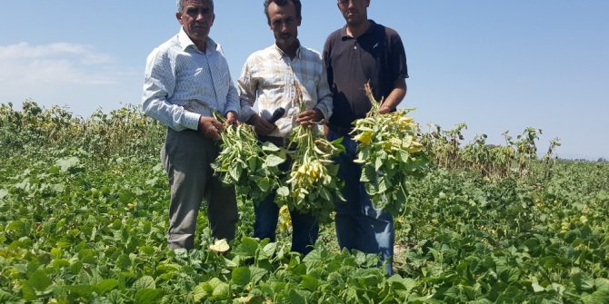 Kayseri Şeker’in sözleşmeli fasulye ekiminde hasat başladı