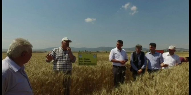 Müdür Ender Muhammed Gümüş: 1 dekardan 800 kilogram buğday hasat edildi