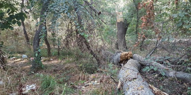 Tavuk Ormanı’nın bakımı bu plana göre yapılacak