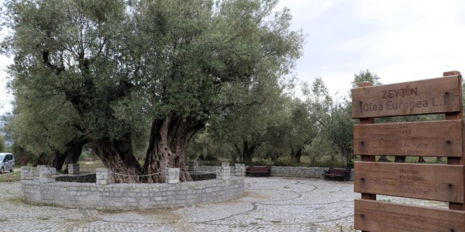 En fazla sofralık zeytin ağacı Manisa’da