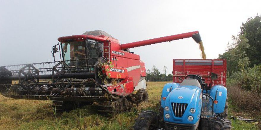 Çeltik Tarlasında ’Dane Kaybı’ İncelemesi