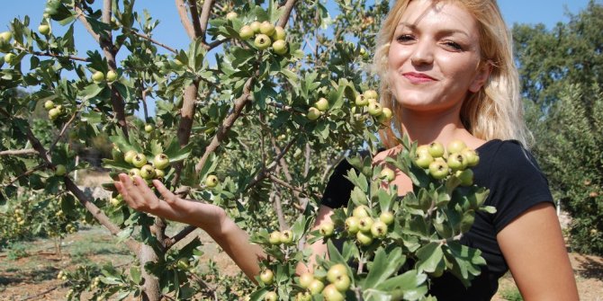 Kalp dostu alıç, kıraç arazilerde alternatif ürün oldu
