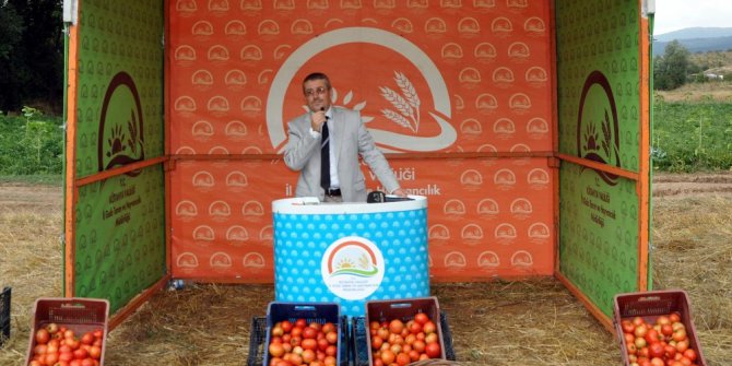 Kütahya’da domates bereketi