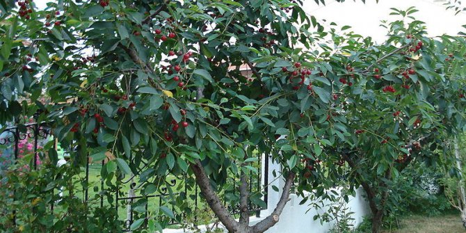 Vişne, üreticisini sevindirdi