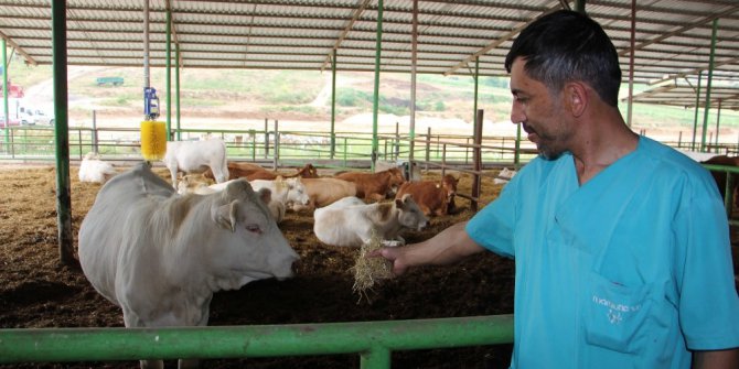 Yenişehir’de hayvancılık gelişiyor