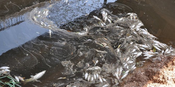Karacabey’de korkutan balık ölümleri