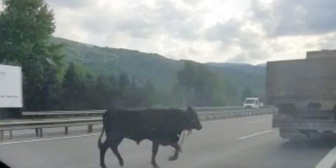 TEM otoyoluna çıkan dana sürücülere zor anlar yaşattı