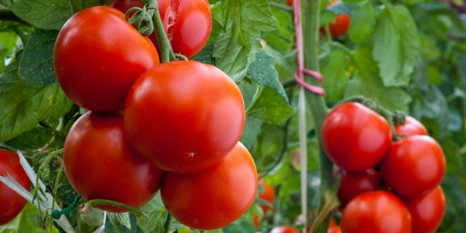 Tıbbi Bitkiler Bahçesi’nde 70 yıllık domates tohumu