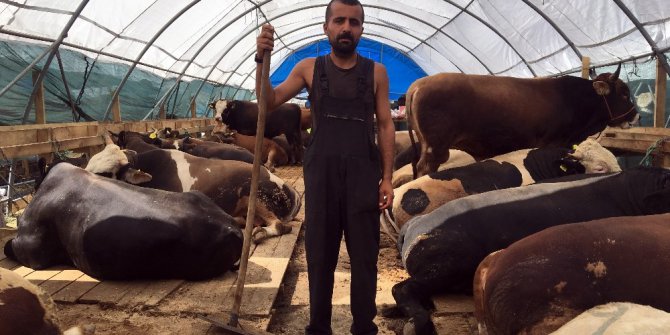 Atanamayan edebiyat öğretmeni kurbanlık satıyor