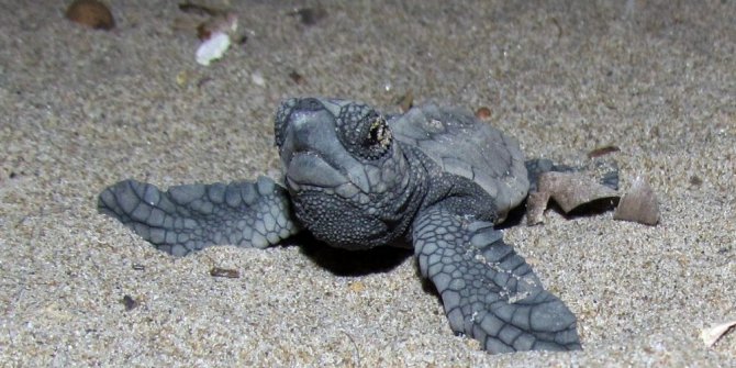 Kuşadası’nda 34 yavru caretta caretta denizle buluştu