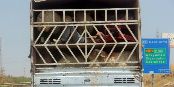 (Öze Haber) Kamyonette koyun koyuna yolculuk