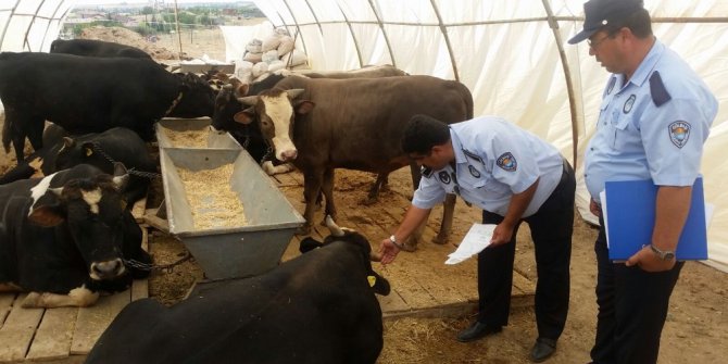 Gölbaşı Zabıtasından kurbanlık denetimi