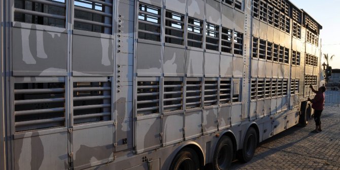 Hayvan nakillerinde 5 yıldızlı konfora ulaşıldı